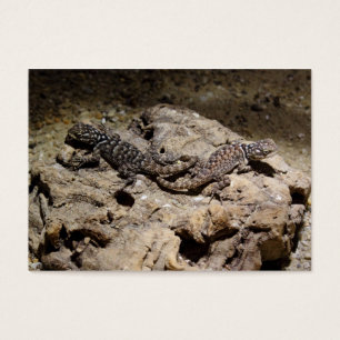 Sceloporus cyanogenes