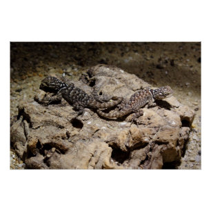 Sceloporus cyanogenes poster
