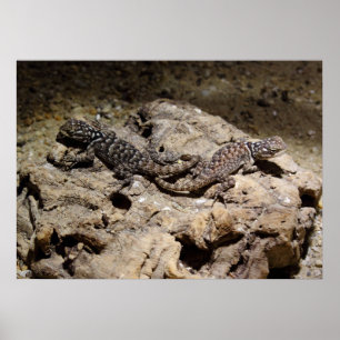 Sceloporus cyanogenes poster
