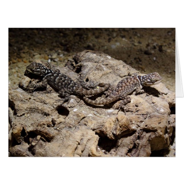 Sceloporus cyanogenys (Devant horizontal)