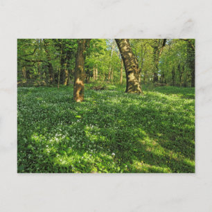 Scène De Bois. Blackweir Woods, carte postale Card