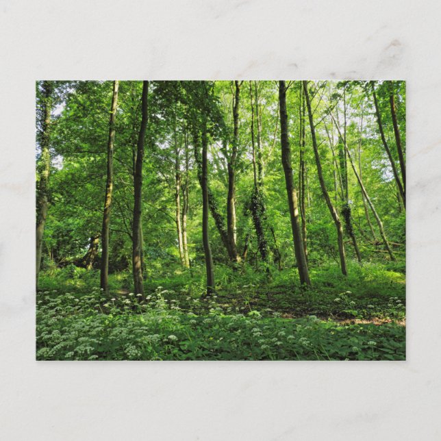 Scène De Bois. Blackweir Woods, carte postale Card (Devant)