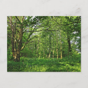 Scène De Bois. Blackweir Woods, carte postale Card