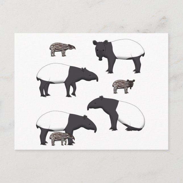 Schabrackentapir Auswahl Postkarte (Vorderseite)