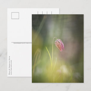 Schachblume Natur Foto Postkarte