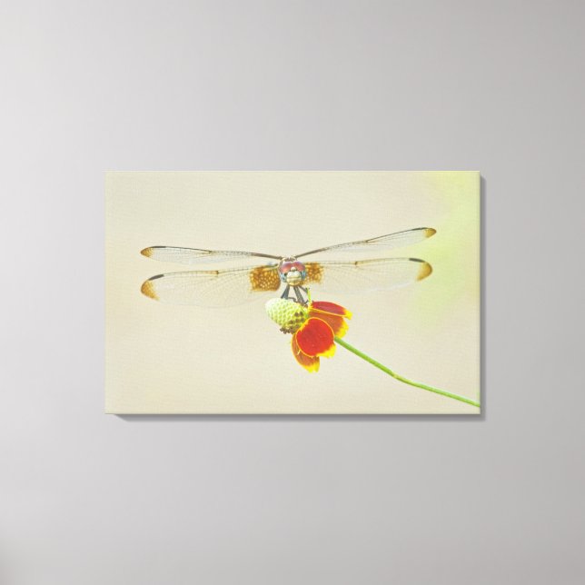 Schachbrett (Dythemis fugax) auf mexikanisch Leinwanddruck (Vorderseite)