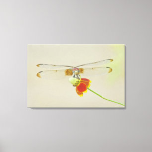 Schachbrett-Flügelsetwing (Dythemis fugax) auf Mex Leinwanddruck