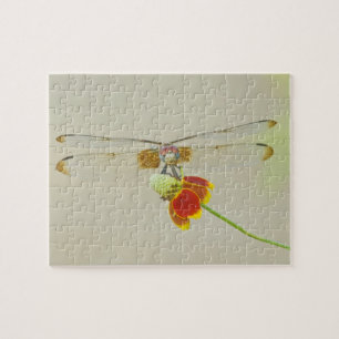 Schachbrett-Setwing (Dythemis fugax) auf mexikanis