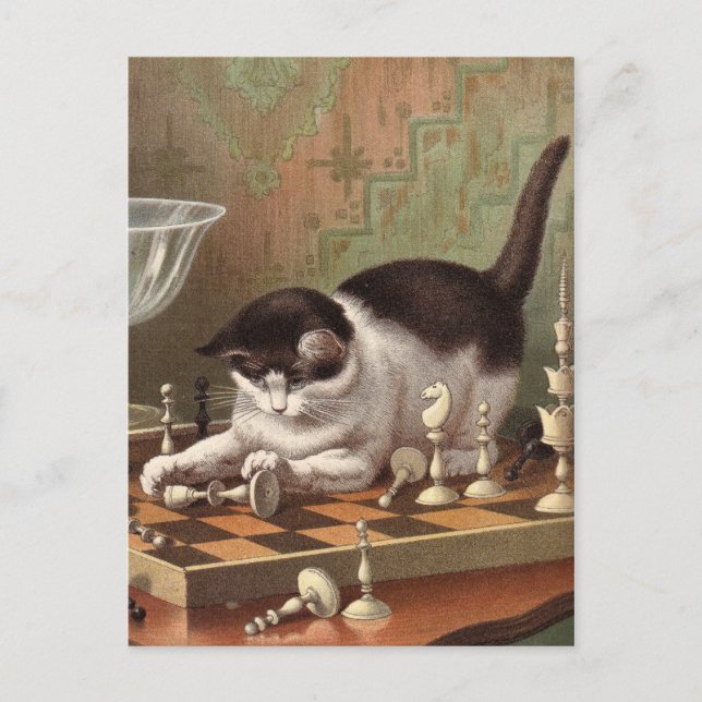 Schachkatze Postkarte (Vorderseite)