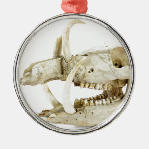 Schädel des wilden Ebers Silbernes Ornament