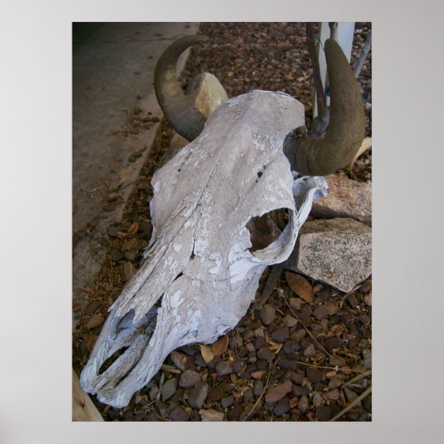 Schädel Poster (Vorne)