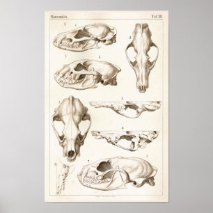 Schädel Säugetier-des Veterinäranatomie-Druckes Poster