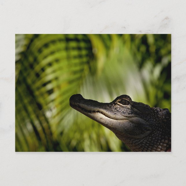 Schady Alligator-Postkarte Postkarte (Vorderseite)