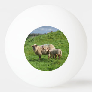 Schaf-Familie Tischtennisball