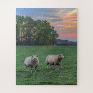 Schaf im Feld mit Sonnenuntergang