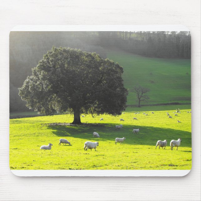 Schaf in der Morgensonne Mousepad (Vorne)