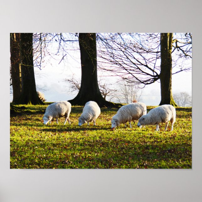 Schaf in der Wintersonne Poster (Vorne)