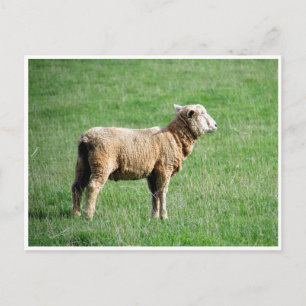 Schaf Postkarte