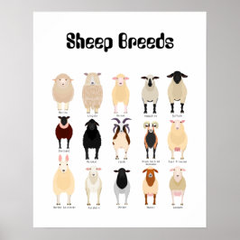 Schaf-Rasse Poster