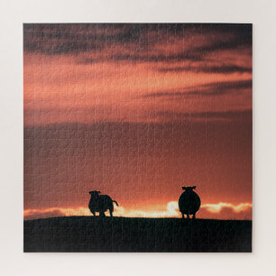 Schaf Sonnenuntergang Naturfoto