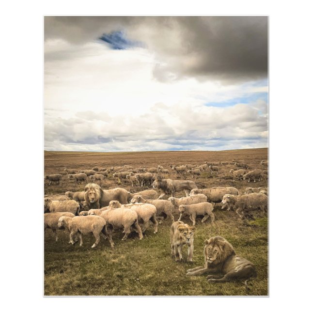 Schaf und Löwen in Harmonie Fotodruck (Vorne)