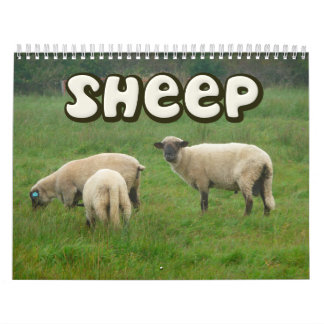 Schaf-Wandkalender Kalender