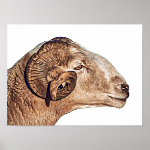 Schaf-Zuchtbetrieb Tierart wild Poster