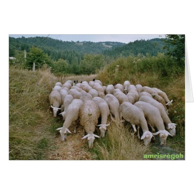 Schafe (Vorderseite (Horizontal))