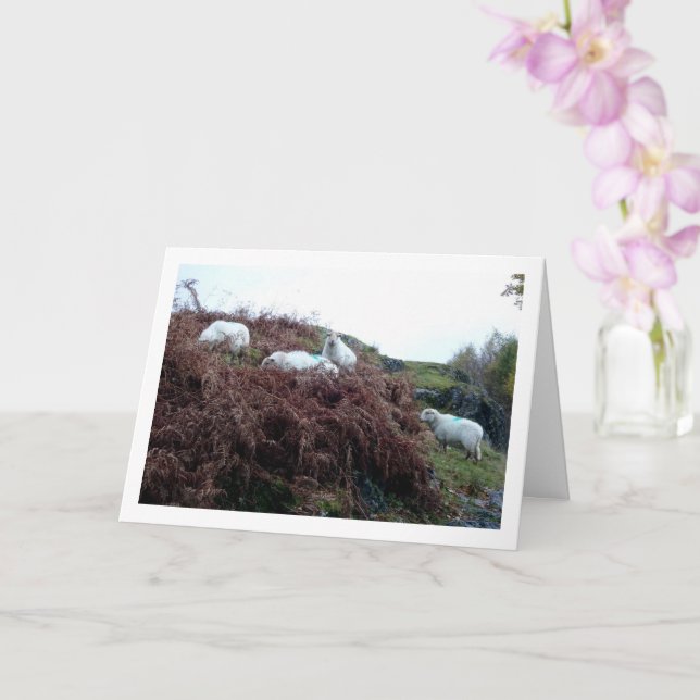 Schafe auf dem Berg Karte (Orchidee)