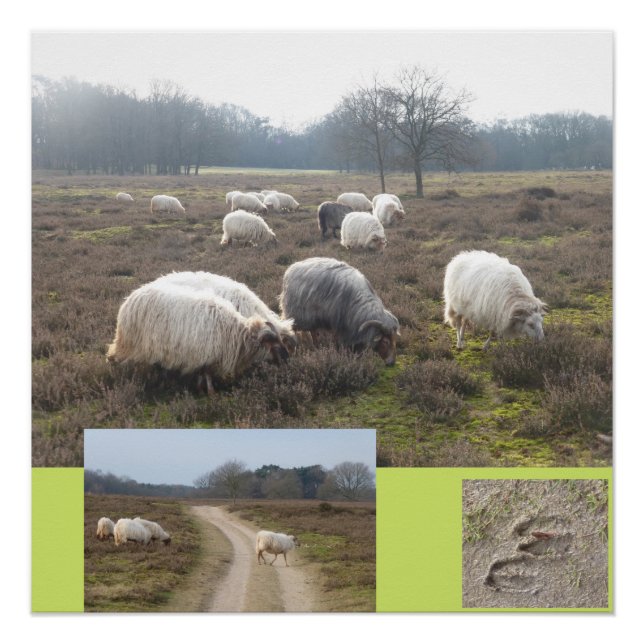 Schafe auf dem Heathland Square Poster (Vorderseite)
