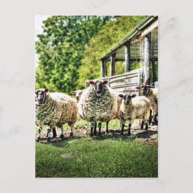 Schafe auf der Postkarte (Vorderseite)