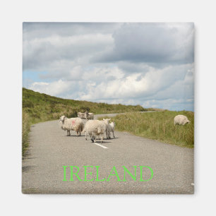 Schafe auf der Straße im Irland-Textmagneten Magnet