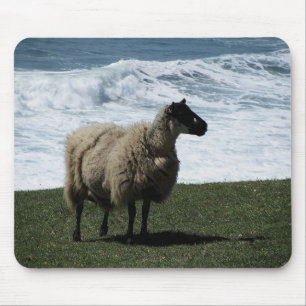 Schafe auf wilder SüdDevon-Küstenlinie Mousepad