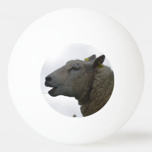 Schafe, die auf Heu Chomping sind Tischtennisball