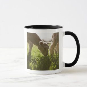 Schafe, die im Gras weiden lassen Tasse