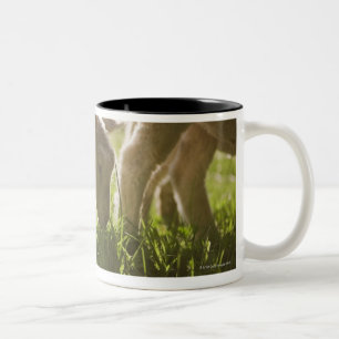 Schafe, die im Gras weiden lassen Zweifarbige Tasse