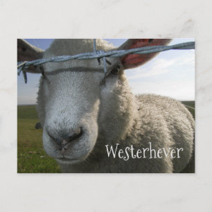 Schafe durch Zaun, Westerhever, Deutschland Postkarte