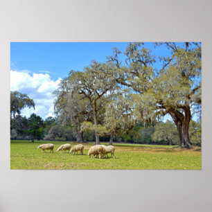 Schafe grasen auf Middleton Place, South Carolina Poster