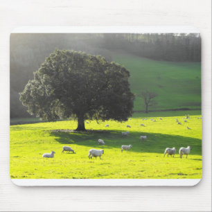 Schafe im Morgenlicht Mousepad
