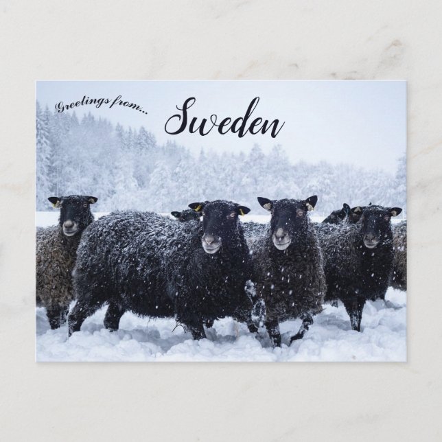 Schafe im Tyresta-Nationalpark Schweden Postkarte (Vorderseite)