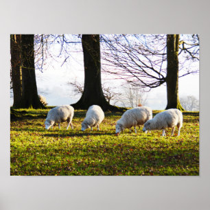 Schafe in der Wintersonne Poster