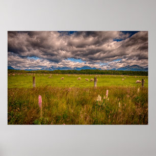 Schafe in Fiordland, Te Anau, Neuseeland Poster