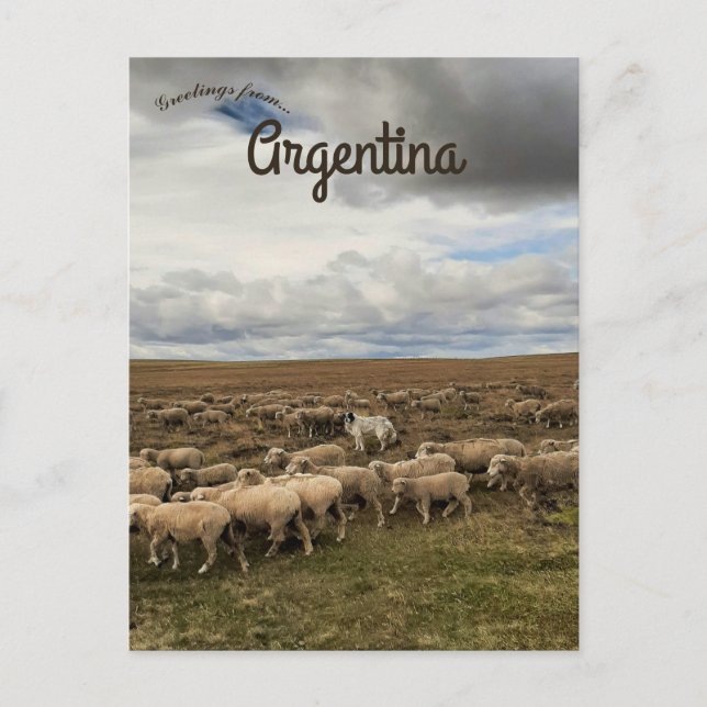 Schafe in Tierra del Fuego Argentinien Postkarte (Vorderseite)