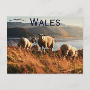 Schafe in Wales Postkarte