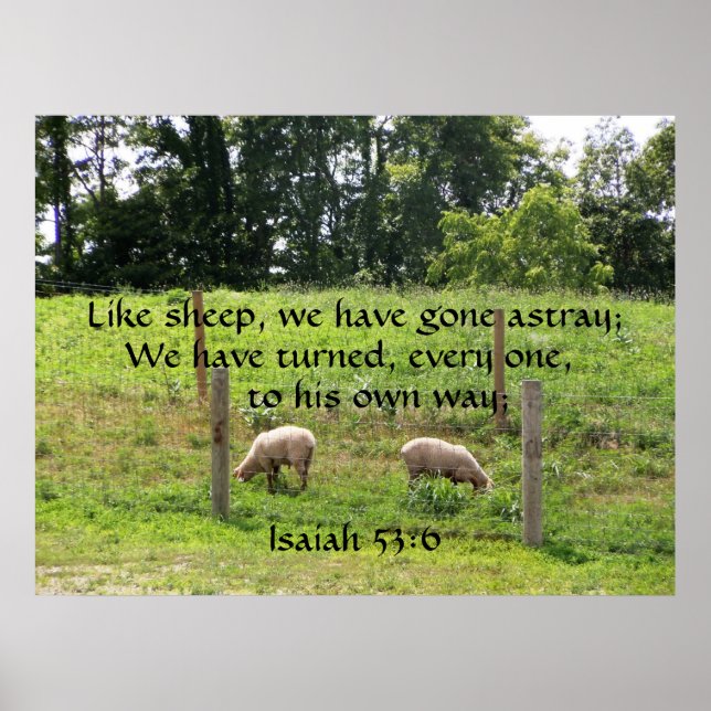 Schafe in Weide mit Schrift drucken Poster (Vorne)