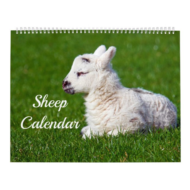 Schafe Kalender (Titelbild)