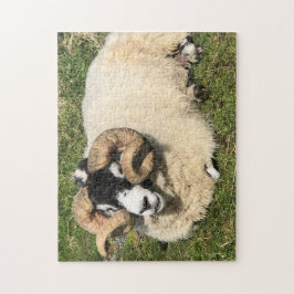 Schafe mit Curly Horns auf Islay, Schottland. Scha