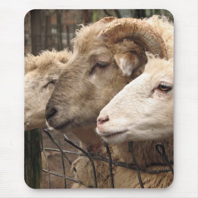 Schafe Mousepad (Vorne)