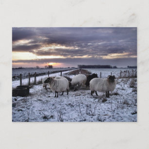 Schafe - niederländische Winter Postkarte