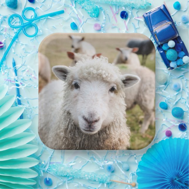 Schafe Pappteller (Party)